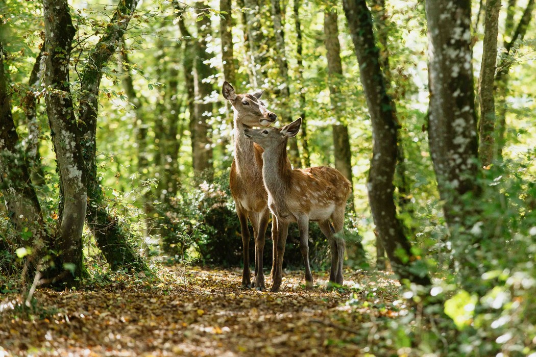 Bambi. Opowieść leśna